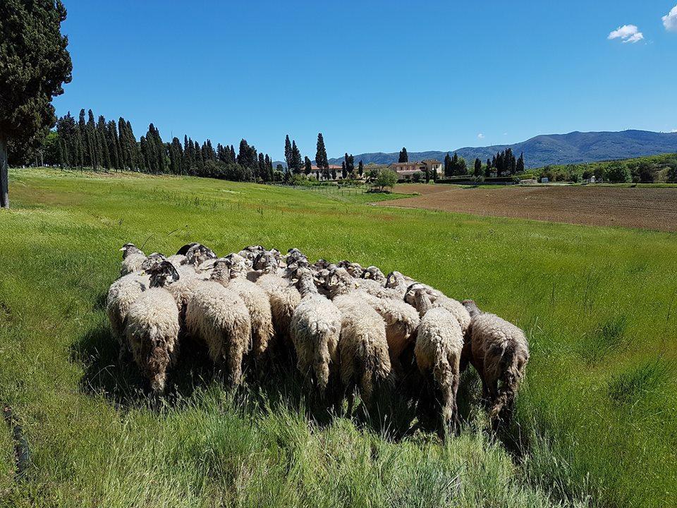 Agriturismo Fattoria Rozzalupi Cerreto Guidi Kültér fotó
